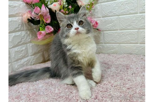 成約済の東京都のラガマフィン-113629の4枚目